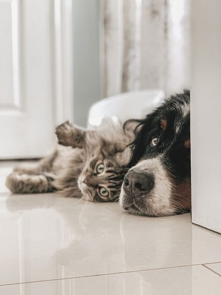 a dog and cat laying on the floor next to each other at The parcHAUS